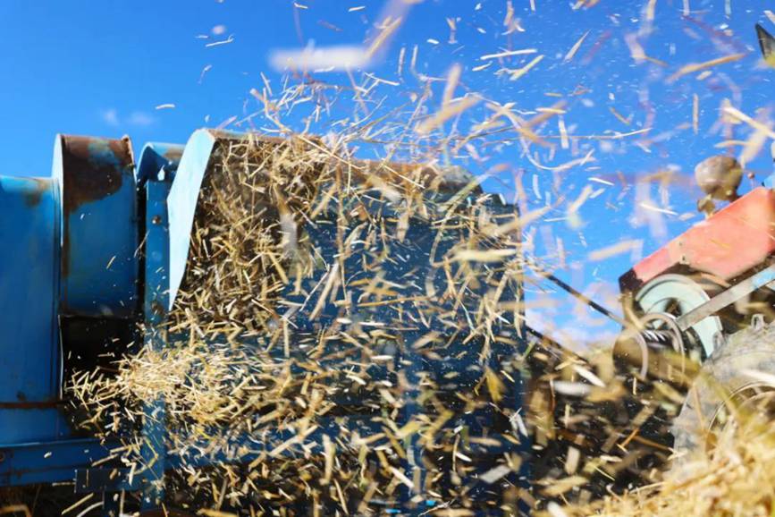 西藏吉?。簬愠两襟w驗(yàn)秋收打場【7】