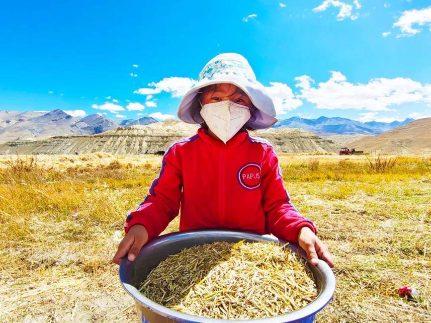 西藏吉?。簬愠两襟w驗(yàn)秋收打場【9】