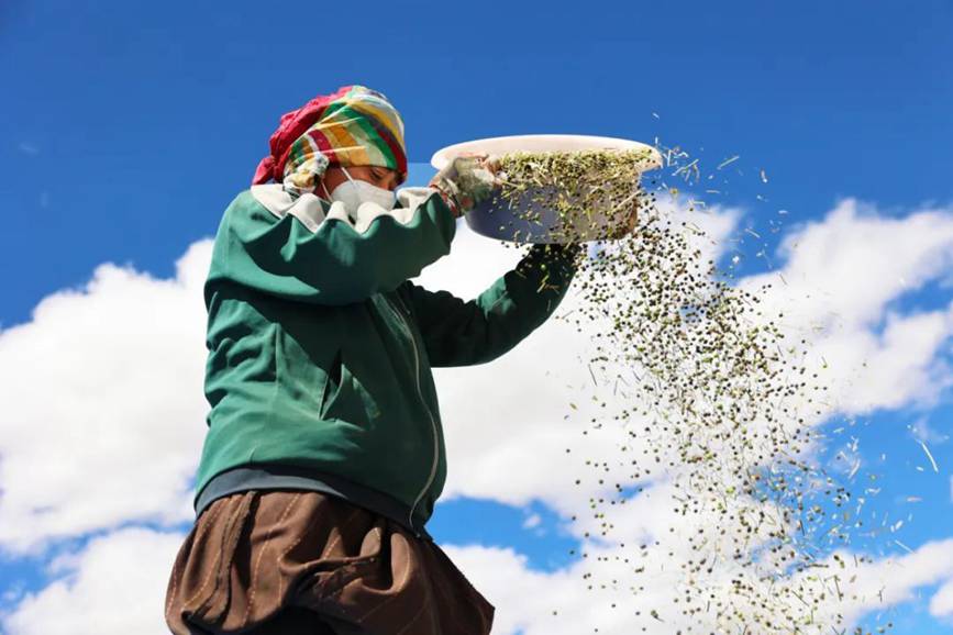 西藏吉?。簬愠两襟w驗(yàn)秋收打場【11】