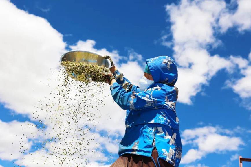 西藏吉?。簬愠两襟w驗(yàn)秋收打場【12】