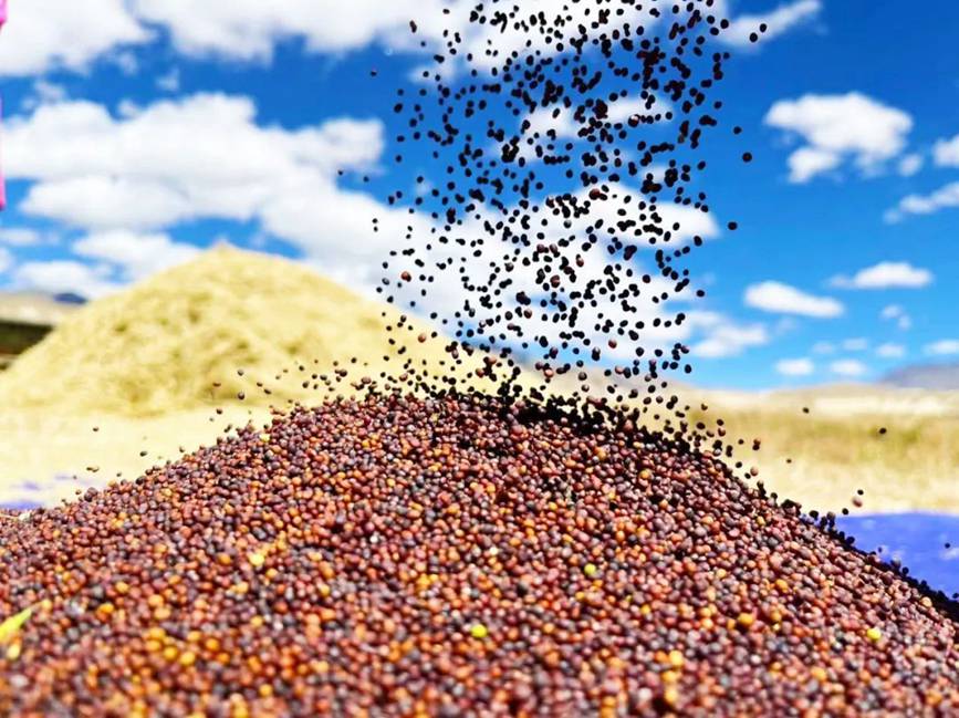 西藏吉?。簬愠两襟w驗(yàn)秋收打場【13】