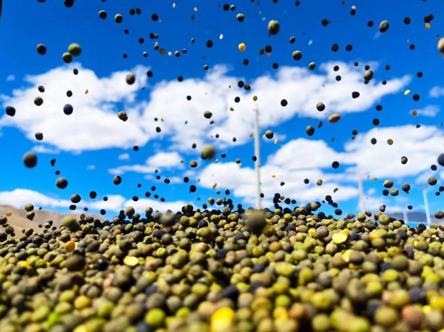 西藏吉?。簬愠两襟w驗(yàn)秋收打場【14】