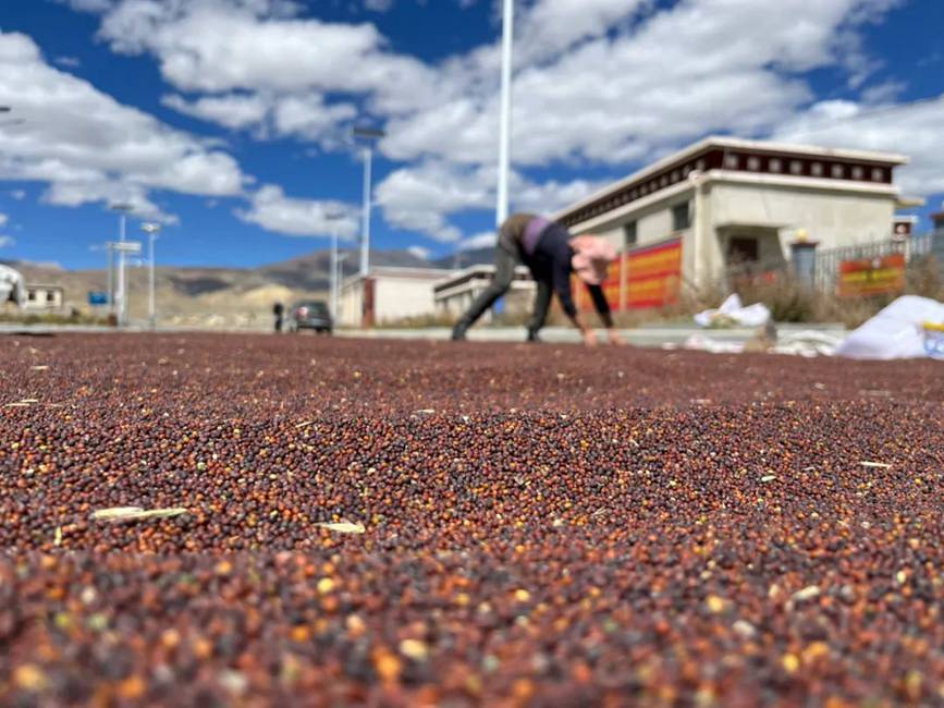 西藏吉?。簬愠两襟w驗(yàn)秋收打場【15】