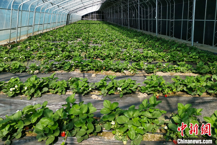 圖為10月21日，康馬縣薩馬達鄉(xiāng)高原溫室大棚內的草莓長勢良好。<a target='_blank' href='/'><p  align=