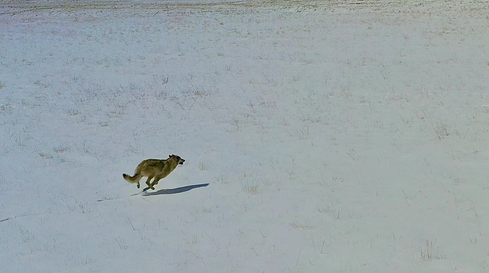 雪地里疾馳的阿里“狼”。
