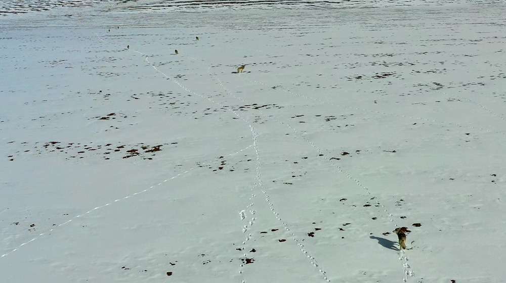 天地一色，狼群在雪地里不斷地向前奔跑。