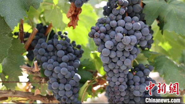 圖為桑日縣種植的葡萄?！∩侥仙Ｈ湛h委宣傳部提供