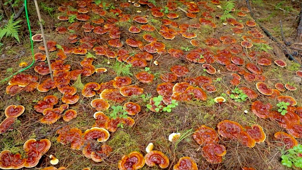 靈芝長勢喜人。