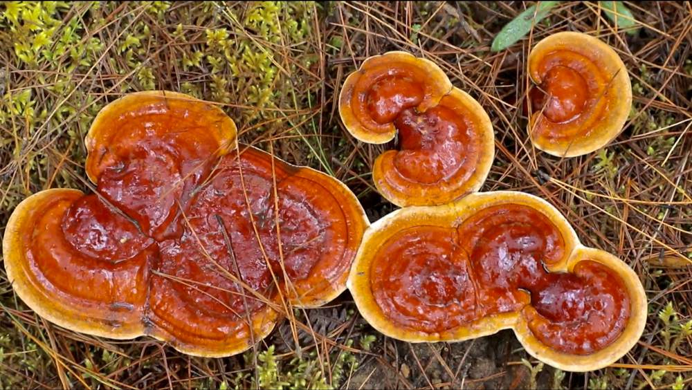 破土而出的靈芝宛如一把把撐開的“小雨傘”。