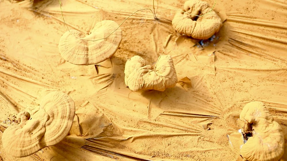 靈芝基地內(nèi)孢子粉布滿塑料膜。