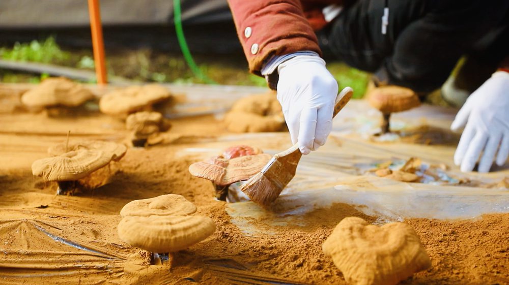 采收靈芝孢子粉。