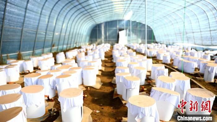 圖為靈芝套袋?！∴嚢?攝