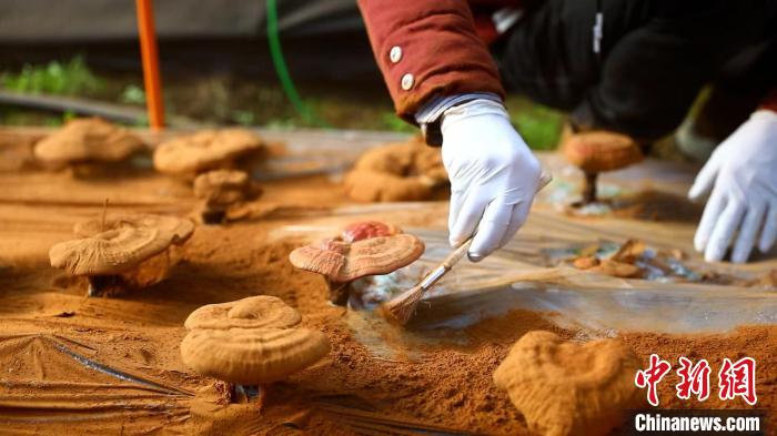 圖為農(nóng)民采收靈芝孢子粉。　德吉 攝