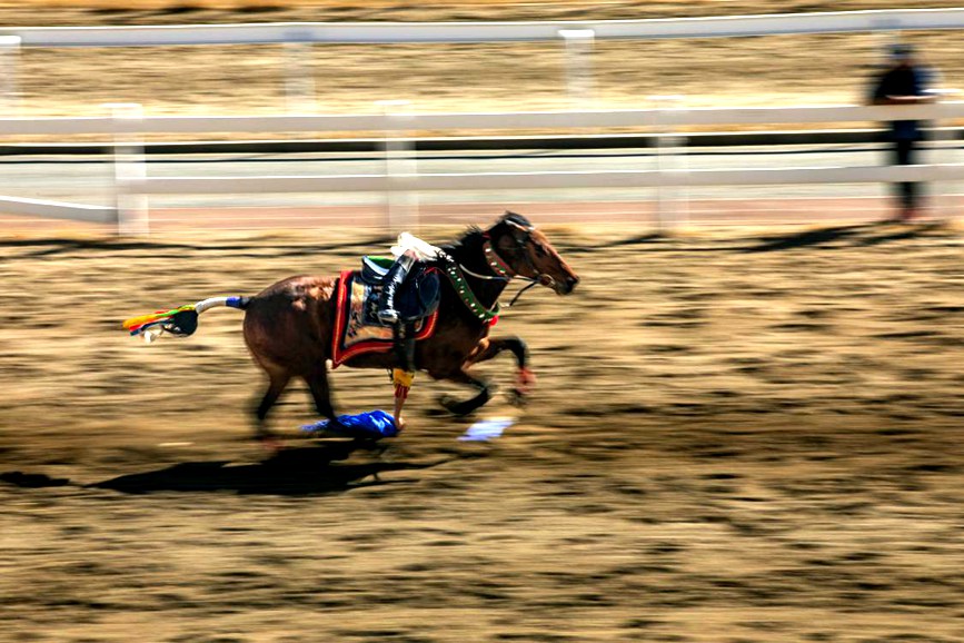 藏歷新年，精彩的馬術(shù)表演。張靜攝