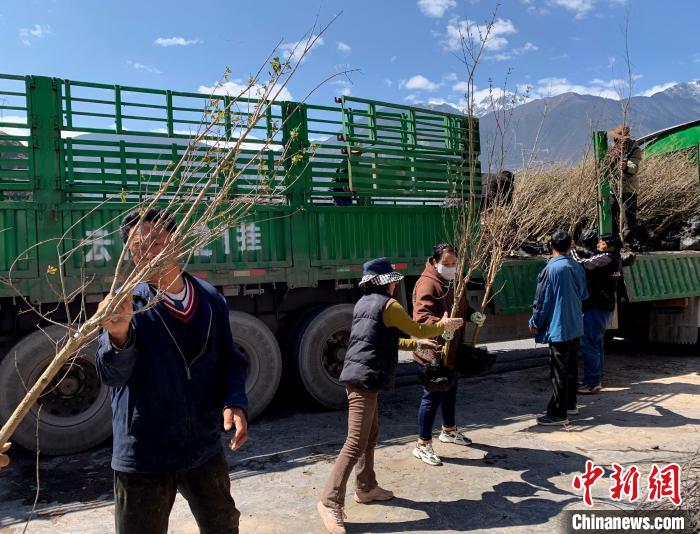 民眾搬運(yùn)苗木?！〔际忻⒖悼h委宣傳部供圖