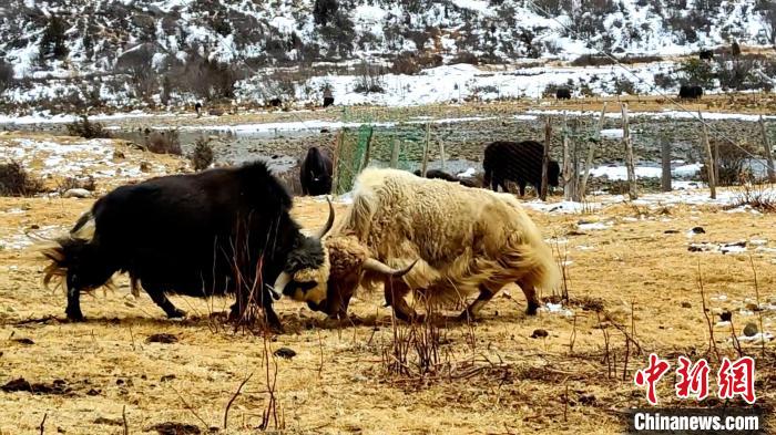 圖為角木那村生態(tài)散養(yǎng)的牦牛正在嬉戲?！“蜕Ｇ?　攝