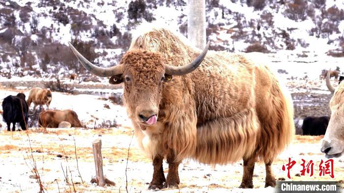 圖為角木那村生態(tài)散養(yǎng)的牦牛?！“蜕Ｇ?　攝