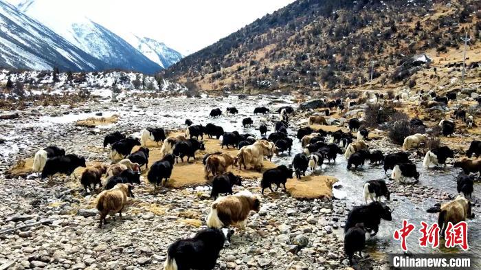 圖為角木那村生態(tài)散養(yǎng)的牦牛正在覓食?！『槿艉?攝