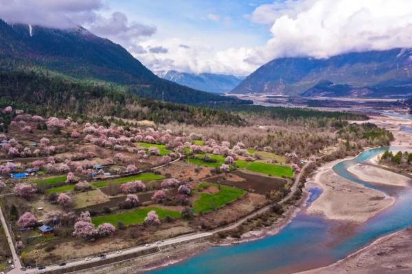 人間桃花源！林芝桃花有多絕？