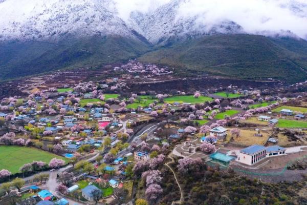 人間桃花源！林芝桃花有多絕？