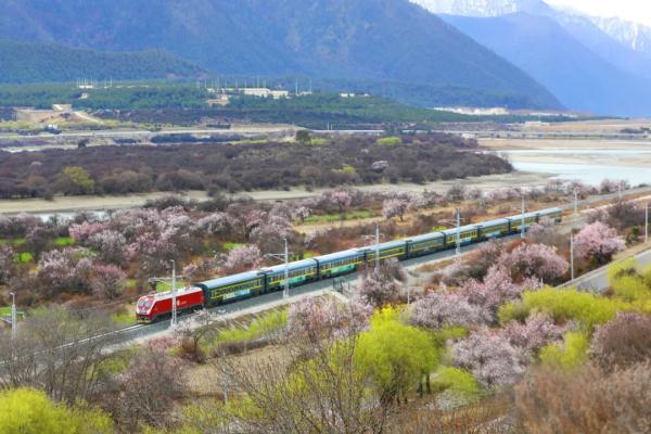 人間桃花源！林芝桃花有多絕？