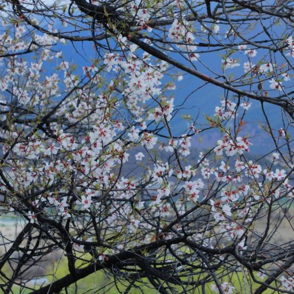人間桃花源！林芝桃花有多絕？