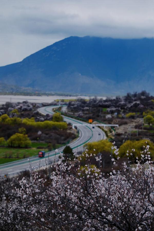 人間桃花源！林芝桃花有多絕？