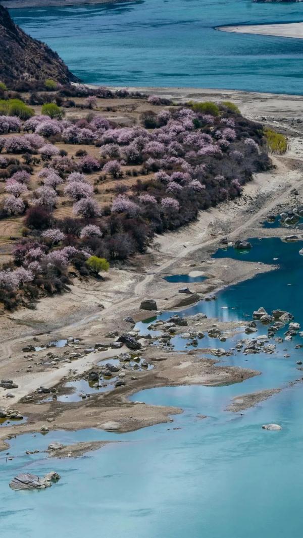 人間桃花源！林芝桃花有多絕？