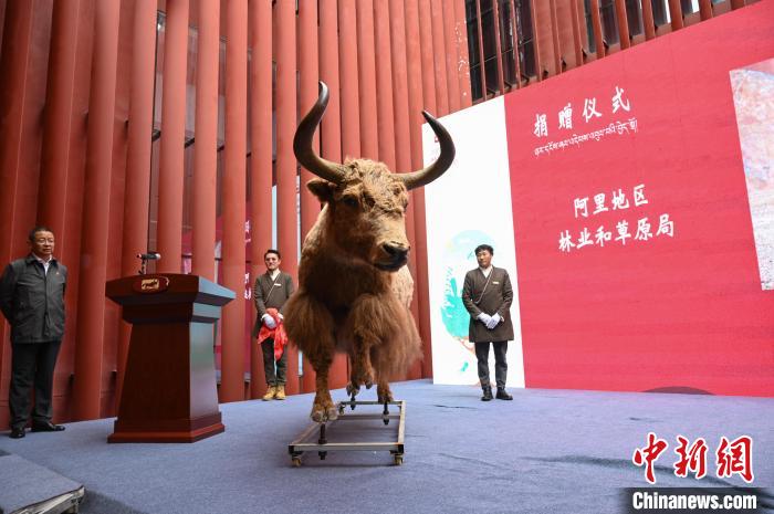 圖為阿里地區(qū)林草局捐贈(zèng)的金絲野牦牛標(biāo)本?！≮w朗 攝