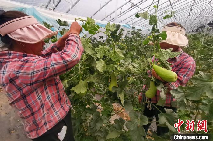 工作人員打理高原溫室大棚?！⒔ㄜ?攝