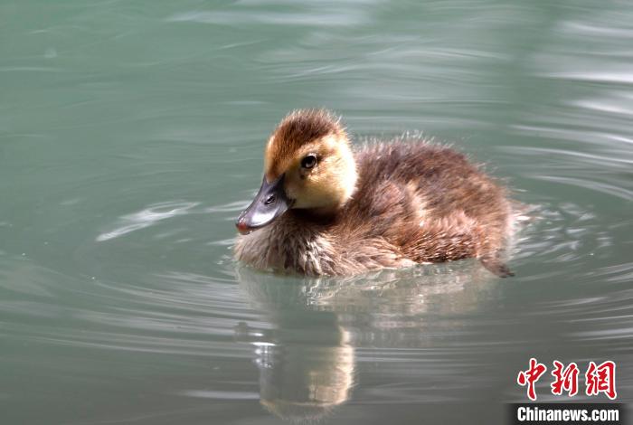 圖為6月22日，棲息在拉魯濕地的白眼潛鴨?！±盍?攝