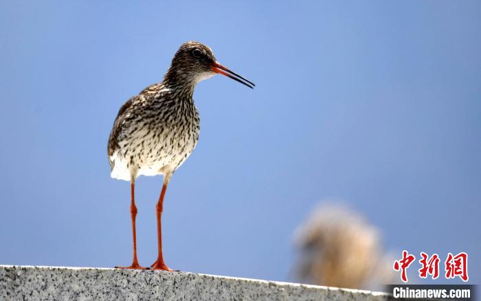 圖為6月22日，棲息在拉魯濕地的紅腳鷸?！±盍?攝