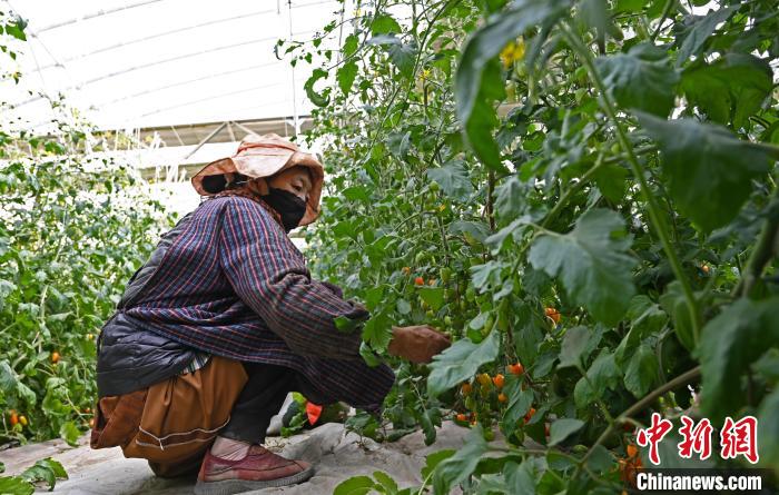 圖為巴珍在地里勞作?！≮w朗 攝