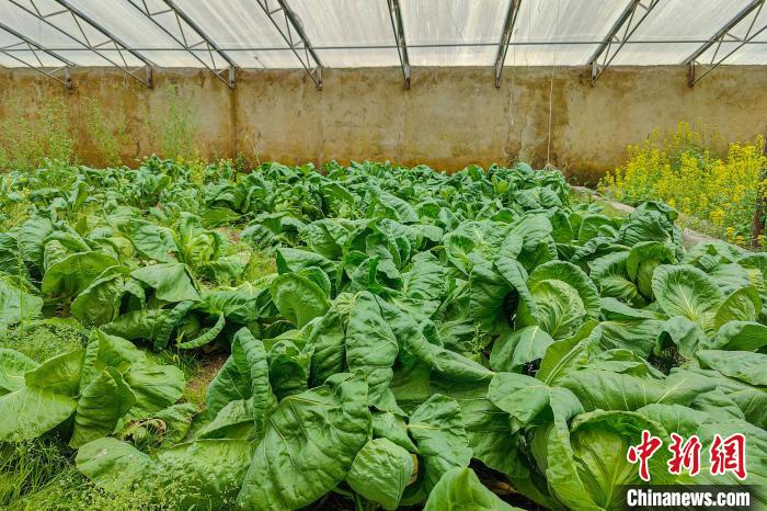 公珠湖執(zhí)勤點的大棚蔬菜，種菜是該執(zhí)勤點輪換民警們的日常?！↓埿▲P 攝