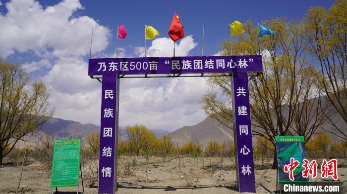 圖為“民族團(tuán)結(jié)同心林”項(xiàng)目。　乃東融媒供圖