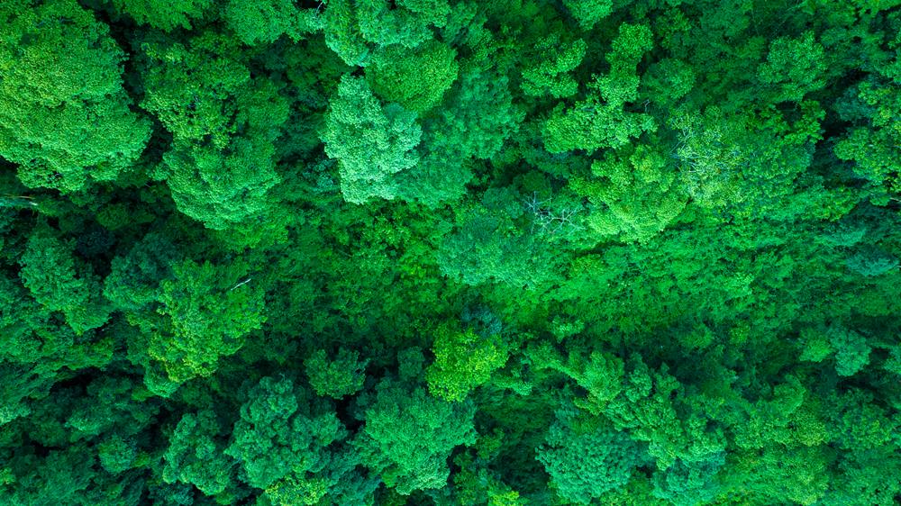 森林覆蓋率達(dá)到50%以上，滿目皆綠。益西曲批攝