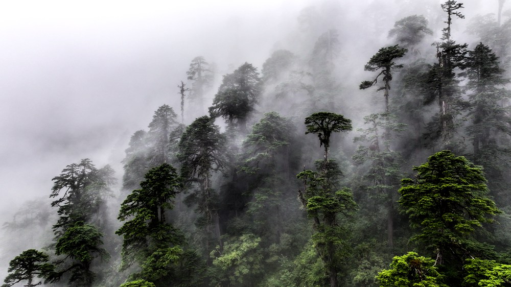 水霧蒸騰，滿目皆綠。張澤坤攝