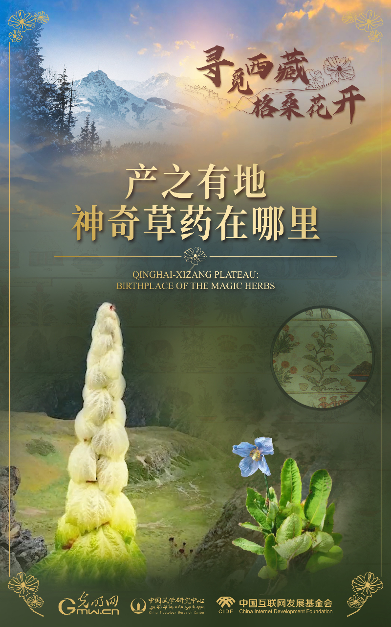 【尋覓西藏·格?；ㄩ_】產(chǎn)之有地：神奇草藥在哪里