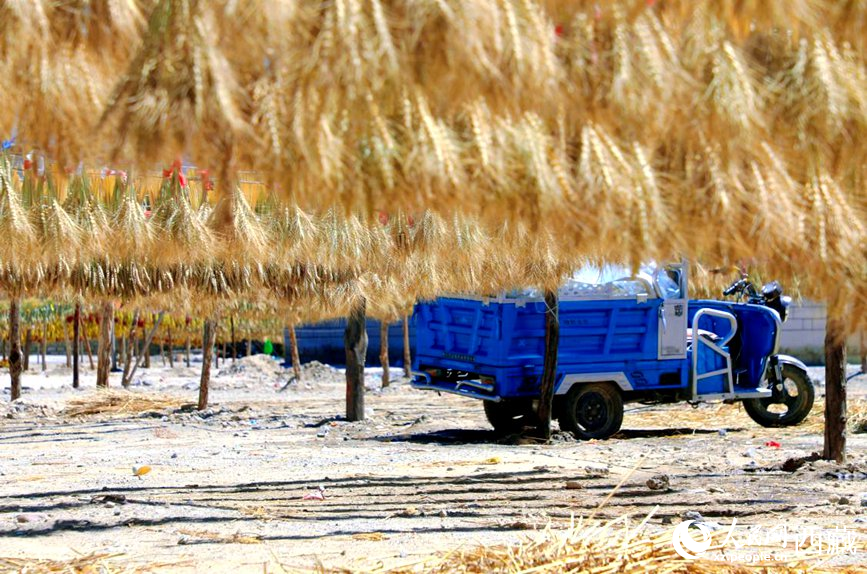 金燦燦的秋天，都是收獲。  人民網(wǎng) 李海霞攝