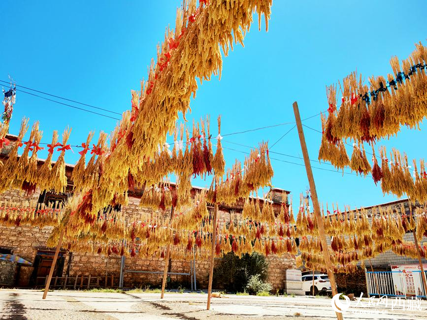 村子廣場上曬滿了糧食。 人民網(wǎng) 李海霞攝