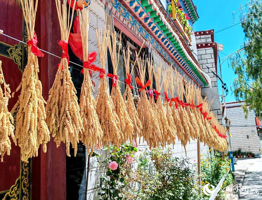 整個(gè)村莊沉浸在收獲的喜悅中。人民網(wǎng) 李海霞攝