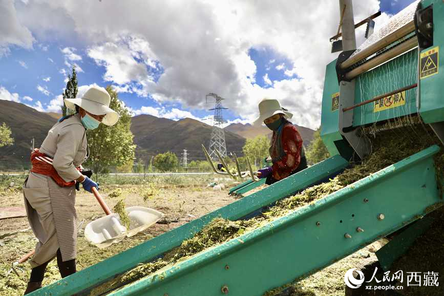 曲水茶巴拉村民正在包裝青飼玉米。人民網(wǎng)記者 次仁羅布攝