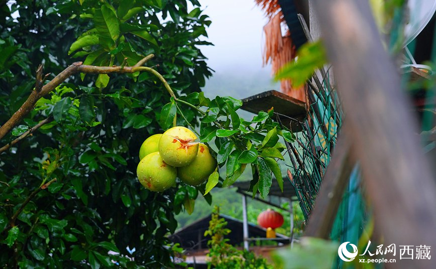 墨脫縣德興鄉(xiāng)德興村庭院果樹飄香。