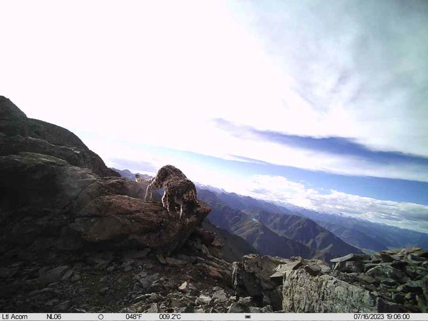 雪豹影像。山水自然保護(hù)中心供圖