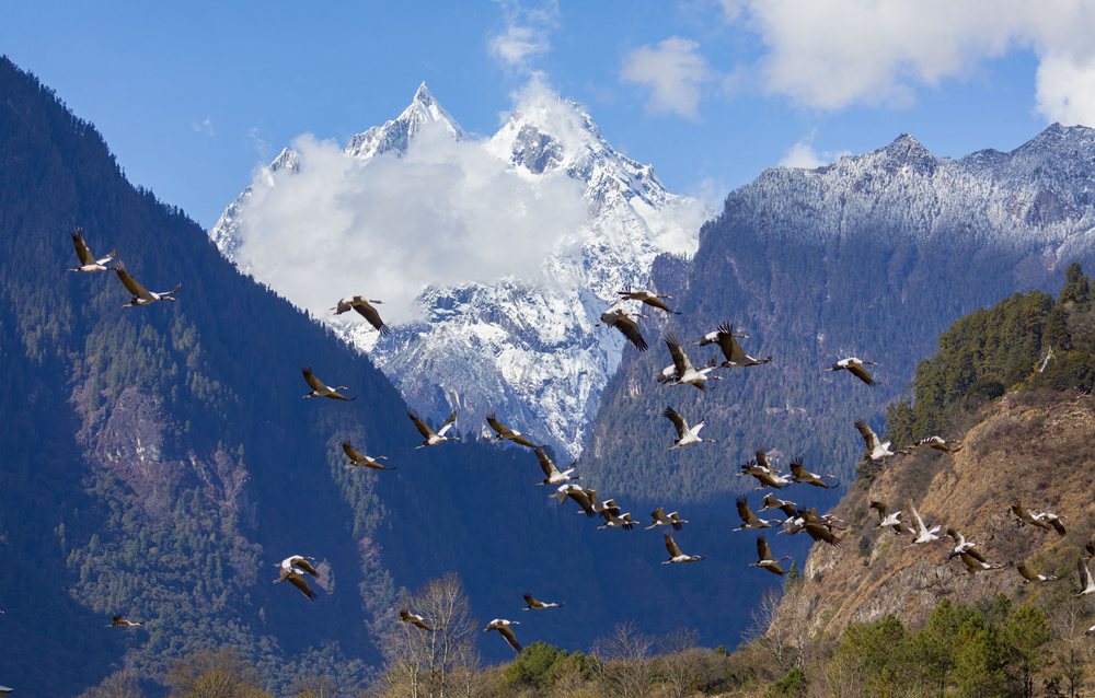 黑頸鶴蹁躚起舞美如畫(huà)。索多攝