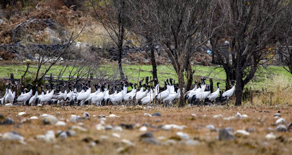 黑頸鶴在濕地上閑庭信步。索多攝