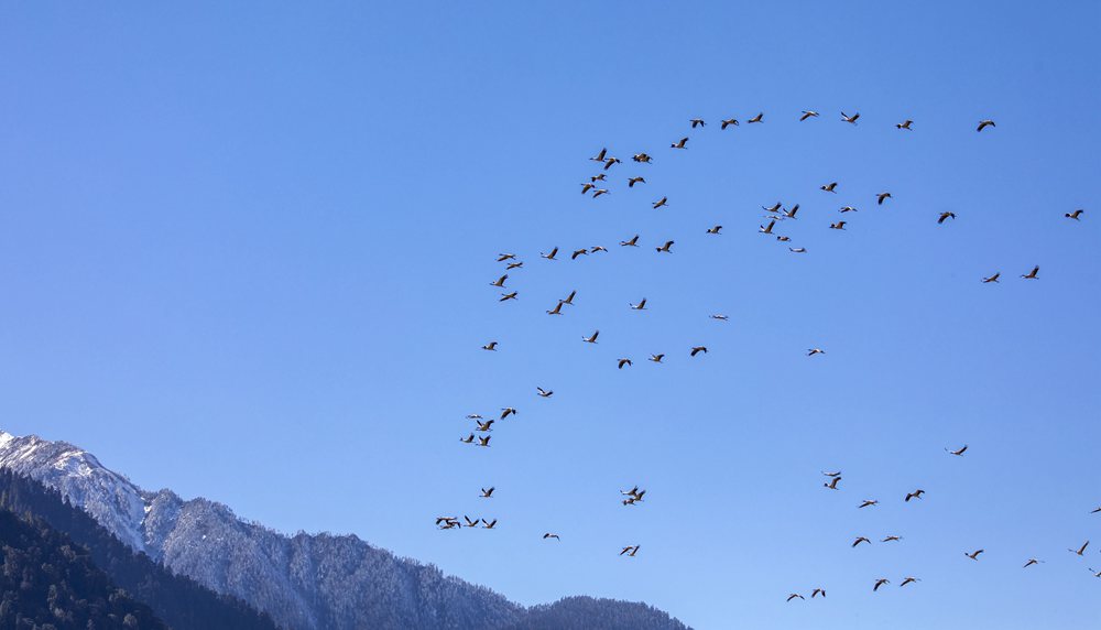 黑頸鶴在天空中自由翱翔。索多攝