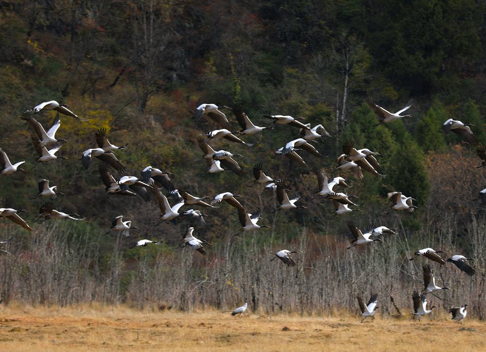 黑頸鶴蹁躚起舞美如畫。益西旦增攝