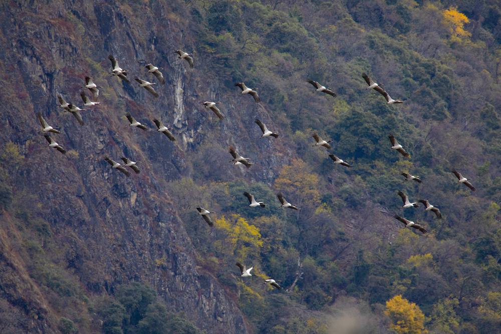 黑頸鶴蹁躚起舞美如畫。索多攝