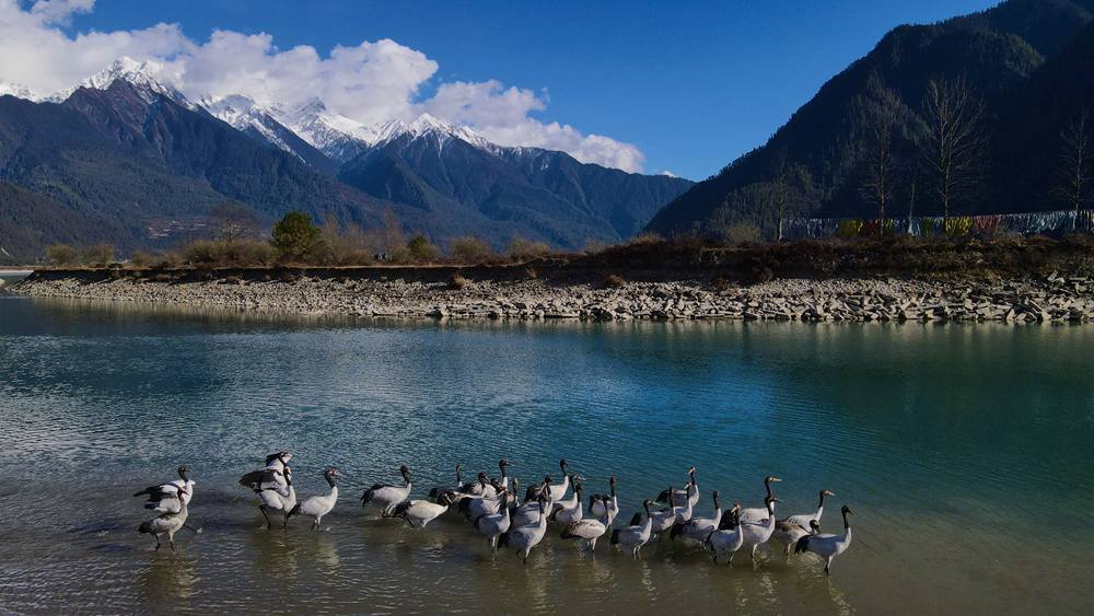 河中嬉戲的黑頸鶴。益西旦增攝